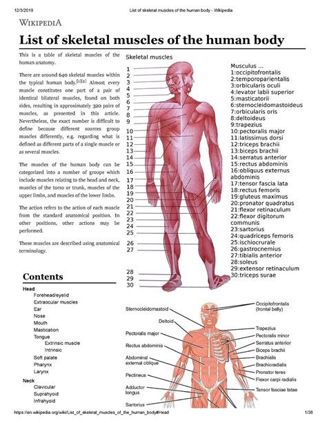 msuvle|List of skeletal muscles of the human body .